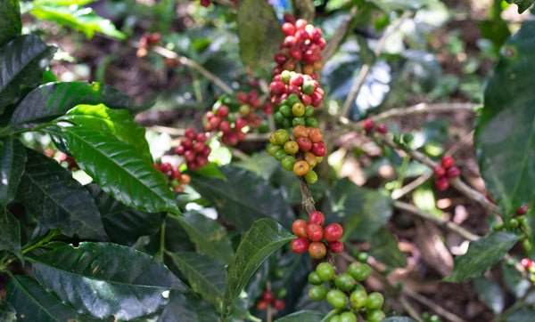 Kaffee El Salvador Red Bourbon