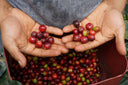 Fermentationsfehler im Kaffee erkennen: Ursachen, Geschmack und Praxis