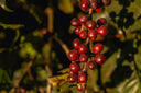 Klimaresistente Kaffeepflanzen: Varietäten, Anbauländer und Bedeutung für Specialty Coffee