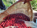 El Salvador Specialty Coffee El Zapote Simon and Bearns Coffee Roasters Heidelberg