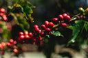 kaffee-guatemala-santa-rosa