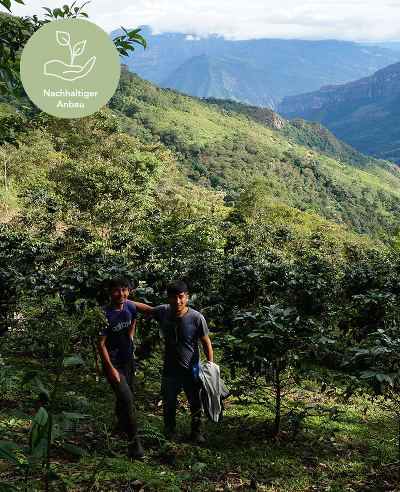 nachhaltiger-Kaffeeanbau-Peru-Shipago