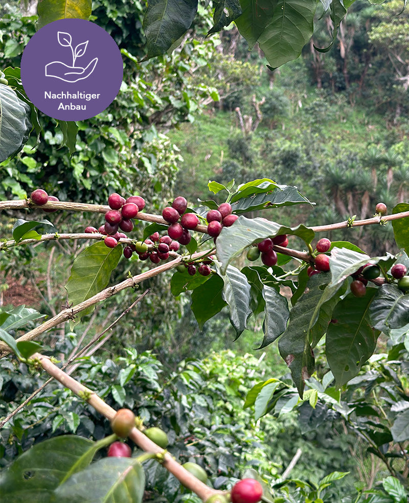 nachhaltiger Kaffeeanbau