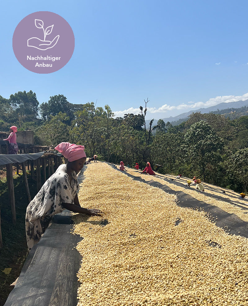 nachhaltiger-anbau-aethiopien-kaffee