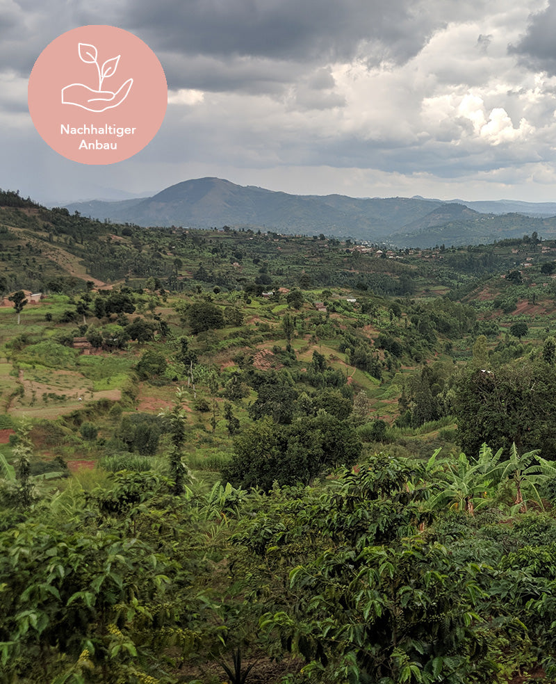 nachhaltiger-anbau-ruanda-natural-filterkaffee