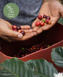 sehr-hohe-qualitaet-peru-omni-roast-kaffee