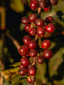 specialty-Coffee-simon-and-bearns-coffee-roasters-heidelberg-mobil