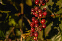 specialty-Coffee-simon-and-bearns-coffee-roasters-heidelberg