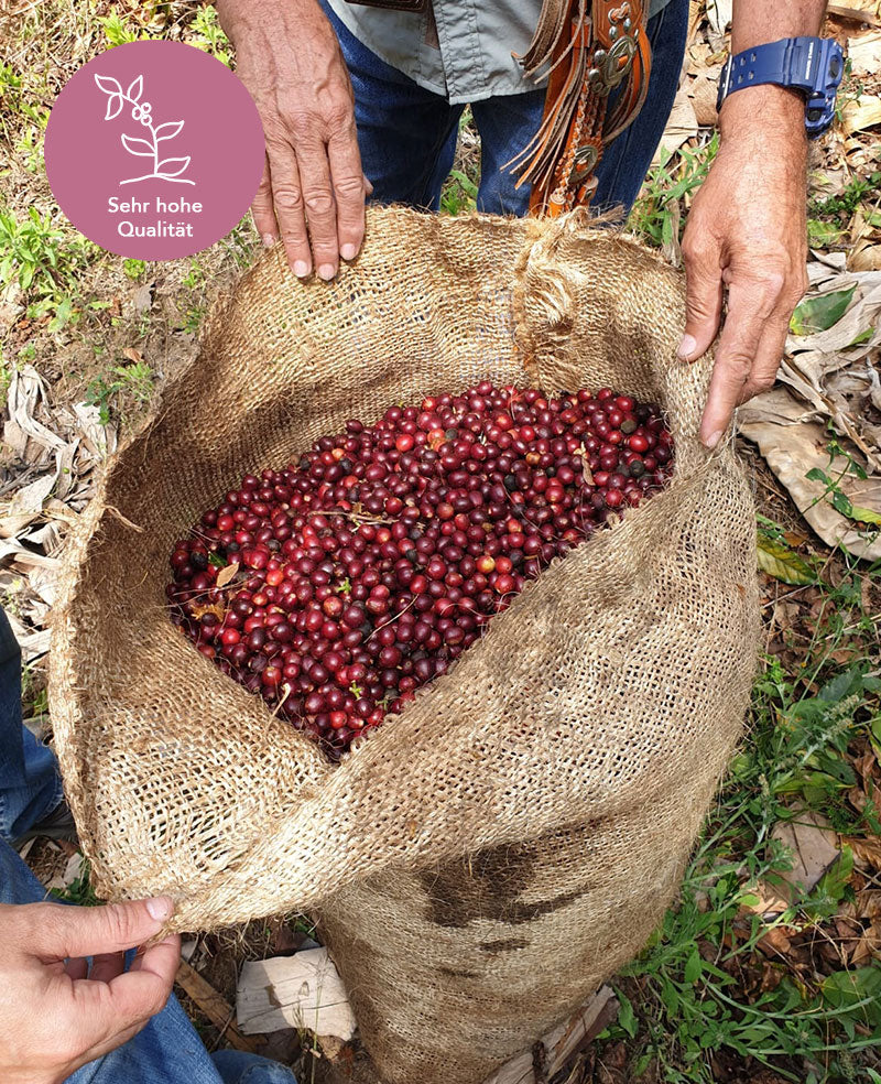 Kaffee aus El Salvador (La Reforma natural)