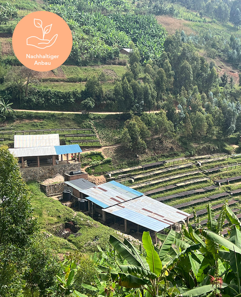 Kaffee aus Ruanda Rwamatamu PB nachhaltiger Anbau