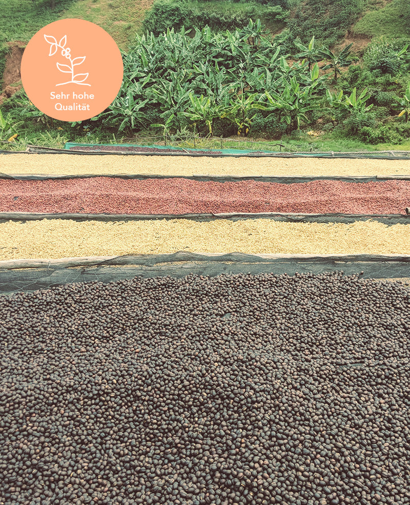 Kaffee aus Ruanda Rwamatamu PB Qualität